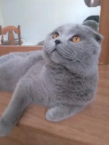Scottish Fold and Scottish Straight kittens CCA/AFC registered - Photo 10