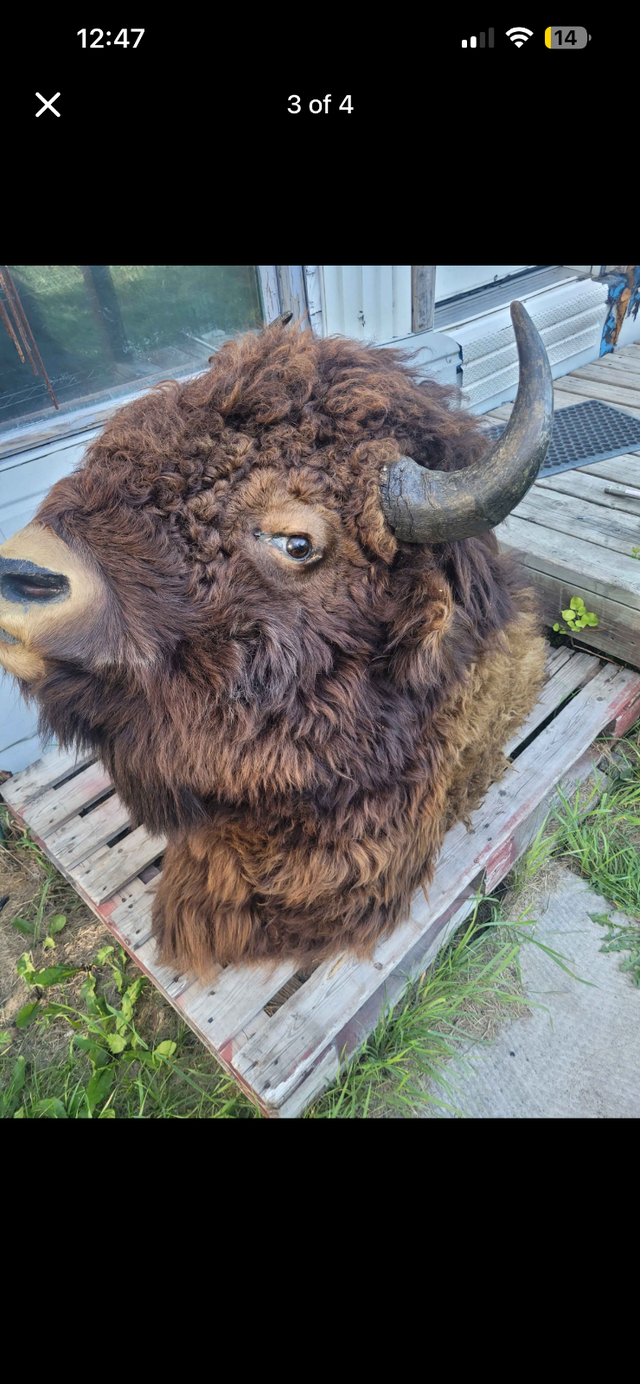 Mounted Bison Head