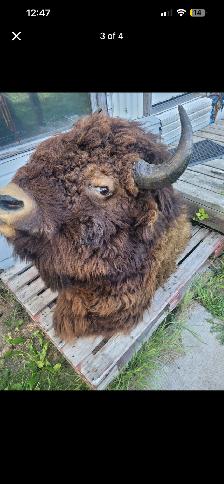 Mounted Bison Head