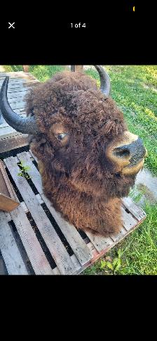 Mounted Bison Head - Photo 2