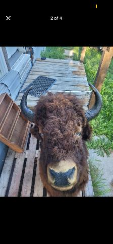 Mounted Bison Head - Photo 3