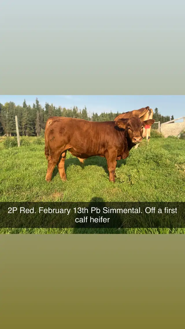 Simmental and shorthorn plus bulls