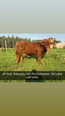 Simmental and shorthorn plus bulls