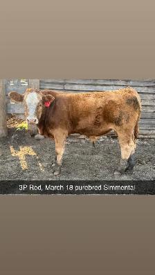 Simmental and shorthorn plus bulls - Photo 2