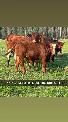 Simmental and shorthorn plus bulls - Photo 3