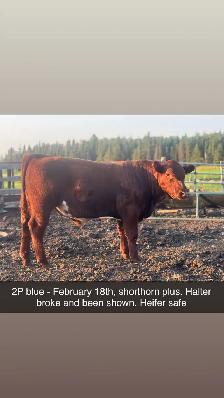 Simmental and shorthorn plus bulls - Photo 4