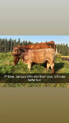 Simmental and shorthorn plus bulls - Photo 5