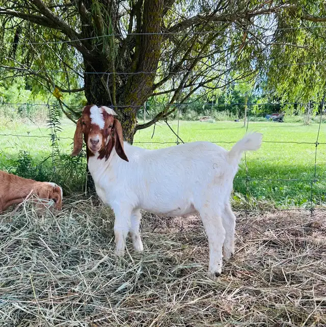 Dapple headed Boer buck
