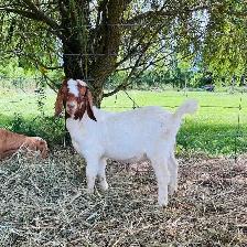 Dapple headed Boer buck