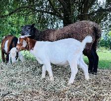 Dapple headed Boer buck - Photo 2