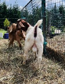 Dapple headed Boer buck - Photo 3