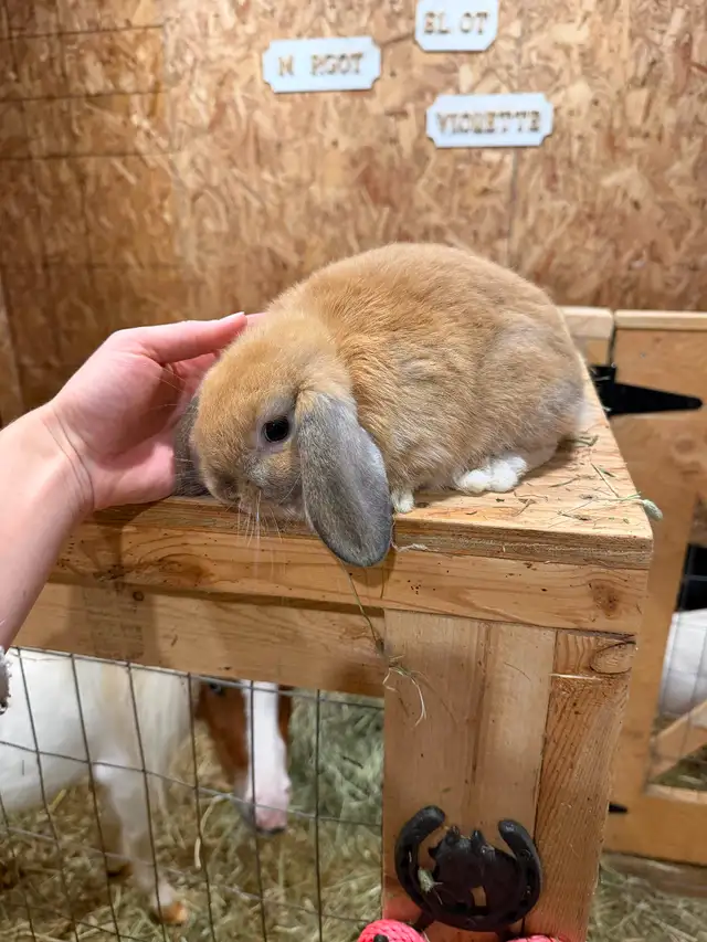Bébé lapin bélier nain