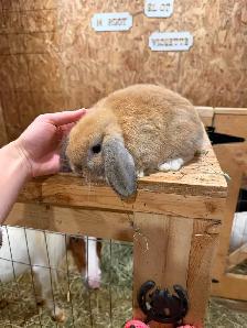 Bébé lapin bélier nain