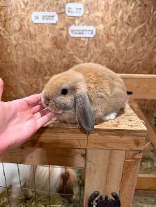 Bébé lapin bélier nain - Photo 2