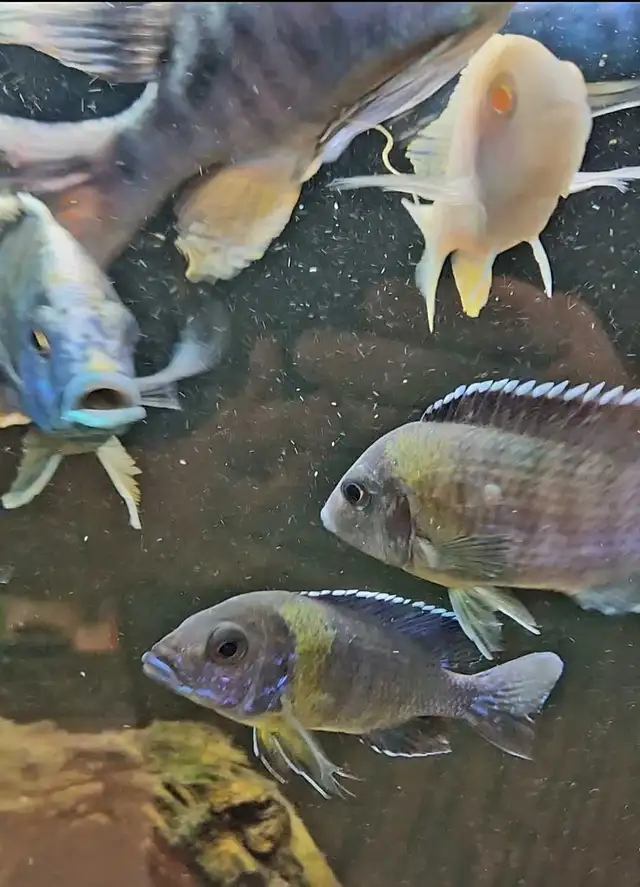 xl show males 4'-6'