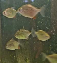 spotted silver dollars 2'-2.5' - Photo 2