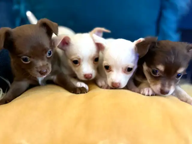 PURE BREED CHIHUAHUA