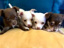 PURE BREED CHIHUAHUA