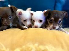 PURE BREED CHIHUAHUA - Photo 2