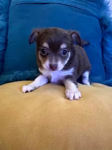 PURE BREED CHIHUAHUA - Photo 3