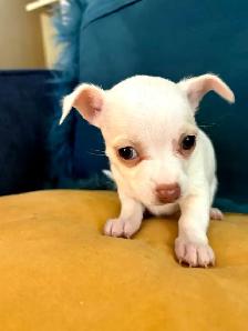 PURE BREED CHIHUAHUA - Photo 4