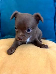 PURE BREED CHIHUAHUA - Photo 5