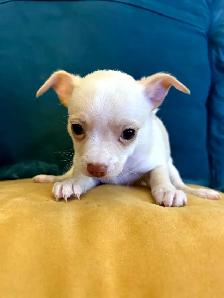 PURE BREED CHIHUAHUA - Photo 6