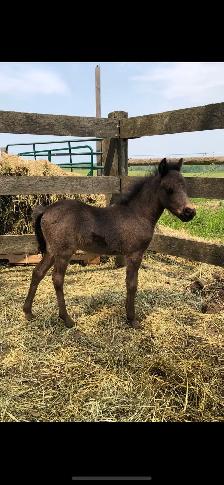 Minarure Stud for sale