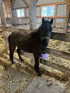 Minarure Stud for sale - Photo 2