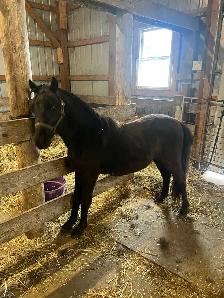 Minarure Stud for sale - Photo 3