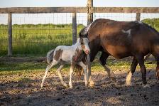 Minarure Stud for sale - Photo 4