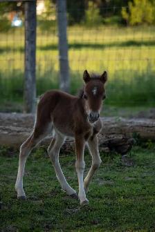 Minarure Stud for sale - Photo 5