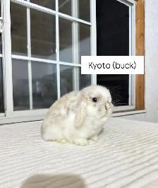 Adorable Holland Lop baby bunnies