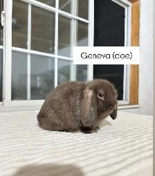 Adorable Holland Lop baby bunnies - Photo 2