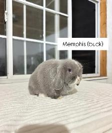 Adorable Holland Lop baby bunnies - Photo 3