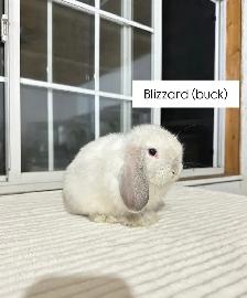 Adorable Holland Lop baby bunnies - Photo 5