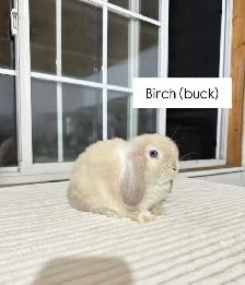 Adorable Holland Lop baby bunnies - Photo 6