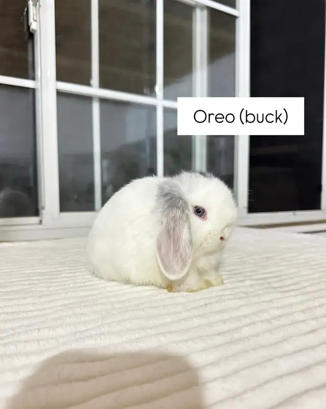 Beautiful Holland Lop baby bunnies