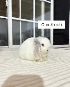 Beautiful Holland Lop baby bunnies