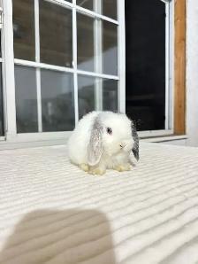 Beautiful Holland Lop baby bunnies - Photo 2