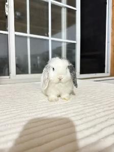 Beautiful Holland Lop baby bunnies - Photo 3