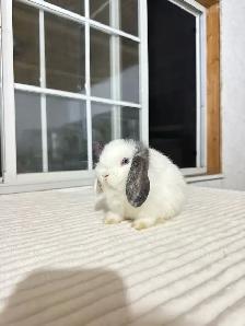 Beautiful Holland Lop baby bunnies - Photo 4
