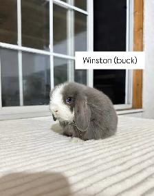 Beautiful Holland Lop baby bunnies - Photo 5