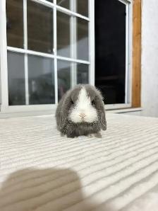 Beautiful Holland Lop baby bunnies - Photo 6