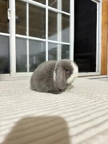 Beautiful Holland Lop baby bunnies - Photo 7