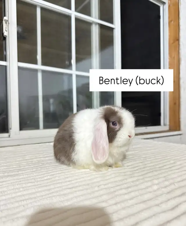 Sweet Holland Lop baby bunnies