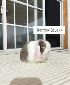 Sweet Holland Lop baby bunnies