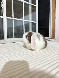 Sweet Holland Lop baby bunnies - Photo 2