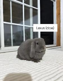 Sweet Holland Lop baby bunnies - Photo 3
