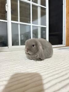 Sweet Holland Lop baby bunnies - Photo 4